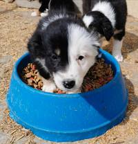 Border Collie x Australian Shepherd Puppies