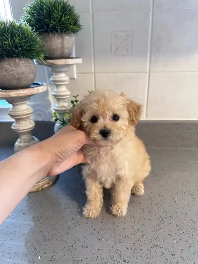 Apricot Toy Poodle Gril looking for forever home, View more