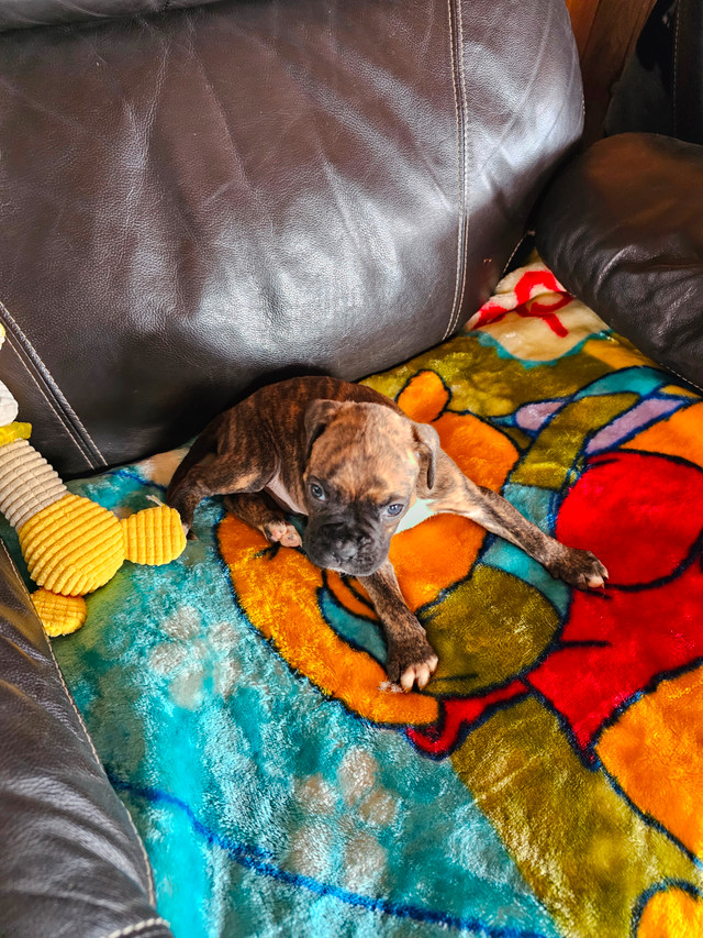 Chiots Boxer dans Chiens et chiots à adopter  à Ouest de l’Île - Image 3