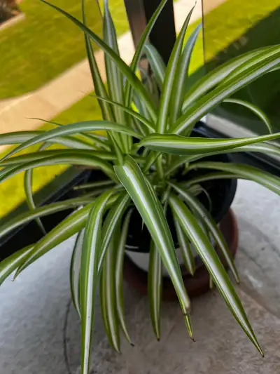  spider plant, View more