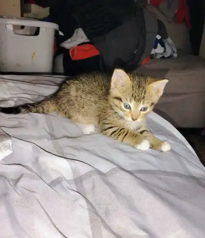 BEAUTIFUL MALE TABBY KITTEN, View more