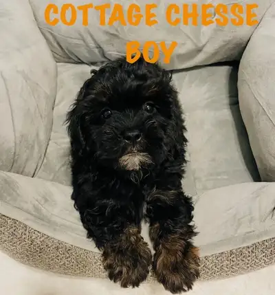❤️Shih poo puppies❤️, View more
