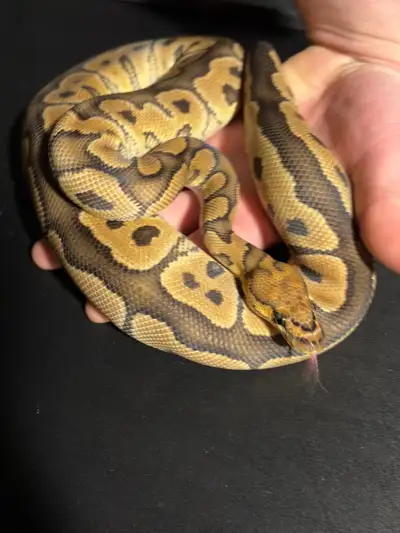 Ball Pythons, View more