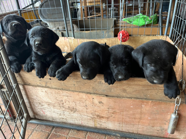 CKC registered Labrador retrievers in Dogs & Puppies for Rehoming in Belleville - Image 3