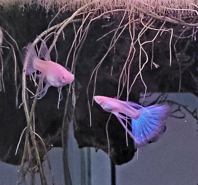 Red Eyes Ribbon Light Blue Guppy in Fish for Rehoming in Markham / York Region - Image 2