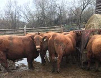 Registered Red Angus Bulls