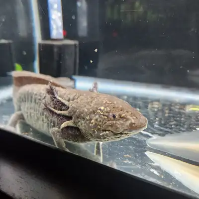 2 Gorgeous Axolotls Available! Looking for new home, View more