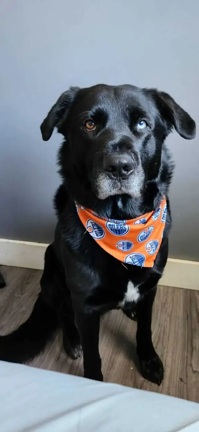 Lost Terrified Dog~North of Edmonton/Sturgeon County in Lost & Found in Edmonton - Image 4