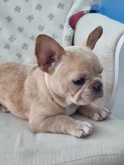 CKC French Bulldog Puppies, View more