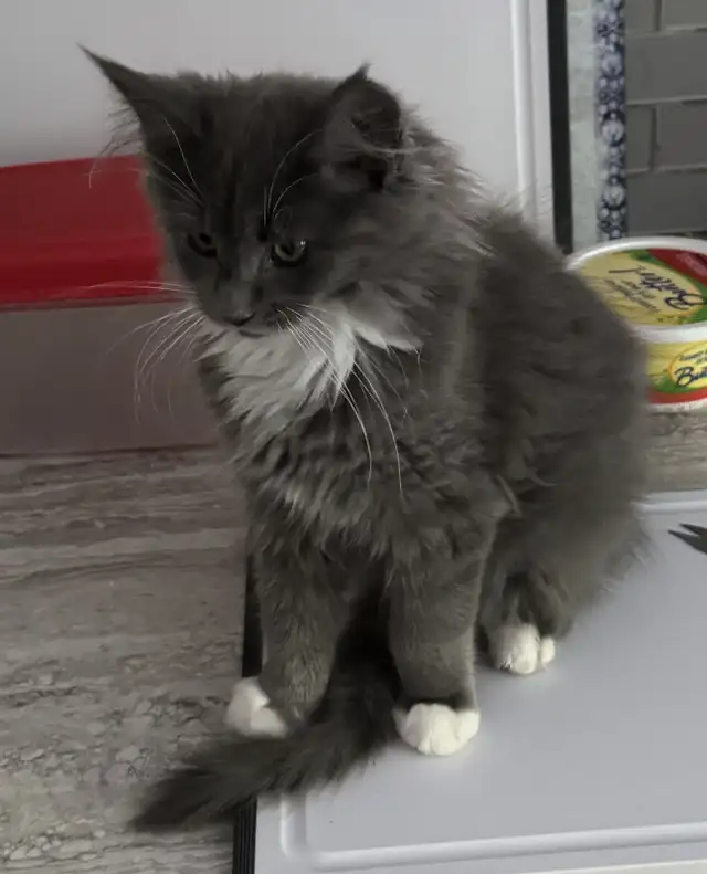 Beautiful Maine Coons in Cats & Kittens for Rehoming in Moncton - Image 4