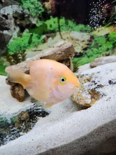 King Kong Parrot Cichlid , View more