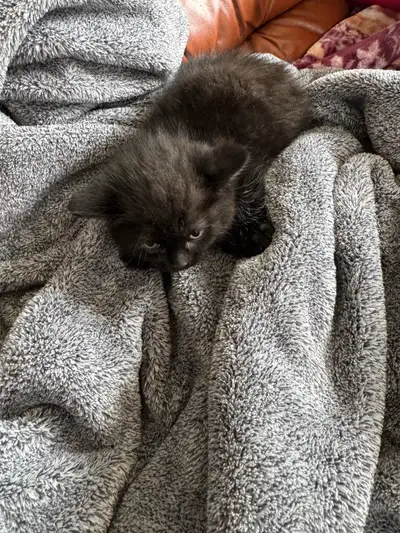 chaton angora    prêts à partir 819-230-4909, View more