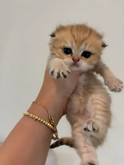 ✨ Scottish Fold Kittens Available for Reservation! ✨, View more