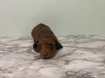 Miniature medium-longhaired Daschund puppies!, View more