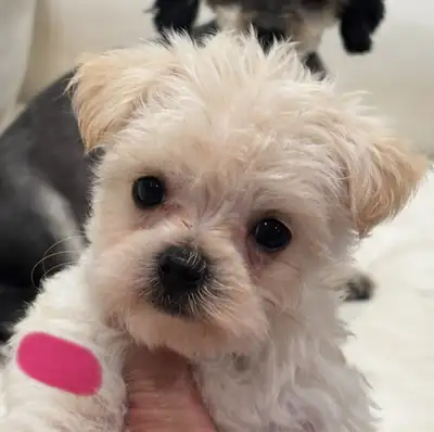 MORKIE PUPPIES READY TO GO!, View more