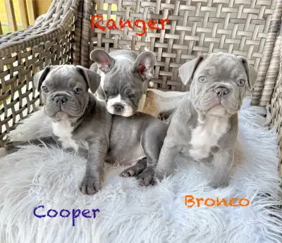 Frenchton Puppies “Rainbow Litter”, View more
