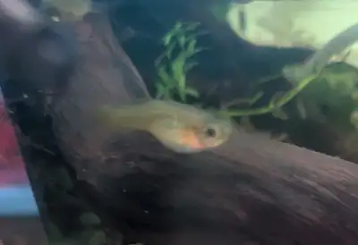 Poissons Endlers femelles et planorbes, View more