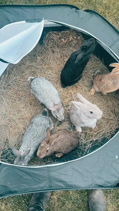 12 week old Flemish babies ready for new homes Trenton pick up Can send photos of parents and indivi...