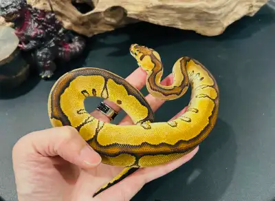 Baby clown ball python, View more