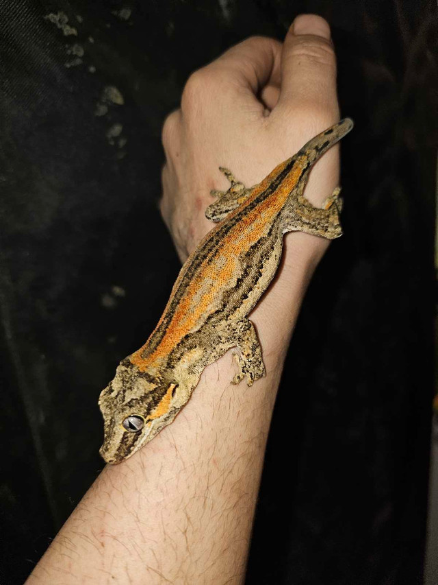 Gargoyle geckos in Reptiles & Amphibians for Rehoming in Kelowna - Image 2