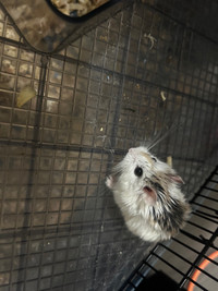 Dwarf hamster with cage 