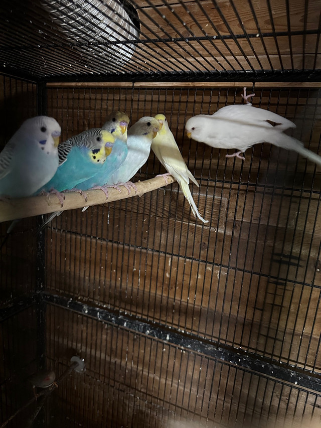 Budgies for sale  in Birds for Rehoming in Abbotsford - Image 2