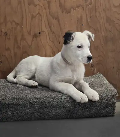 Female Puppy, View more