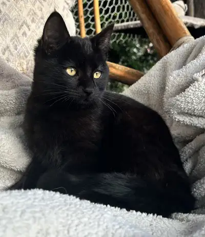 MAINE COON Russian Blue kittens, View more