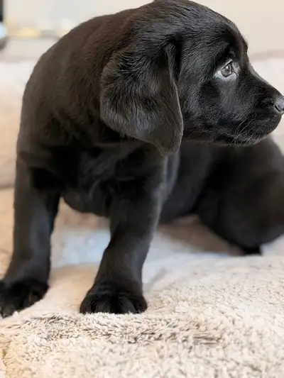 Labrador puppy, View more