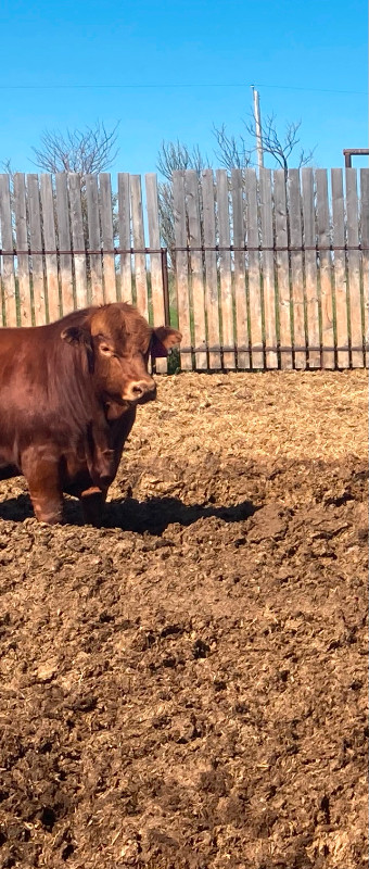 Gelbvieh Bull for Sale! in Livestock in Edmonton - Image 2