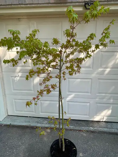 Japanese maple tree, View more