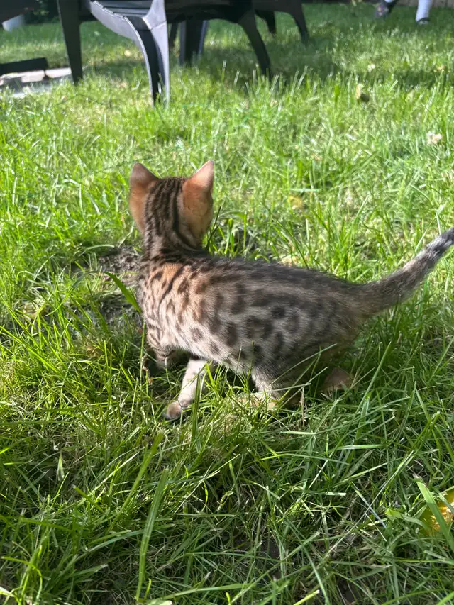 Chatons Bengal in Cats & Kittens for Rehoming in Saint-Jean-sur-Richelieu - Image 4