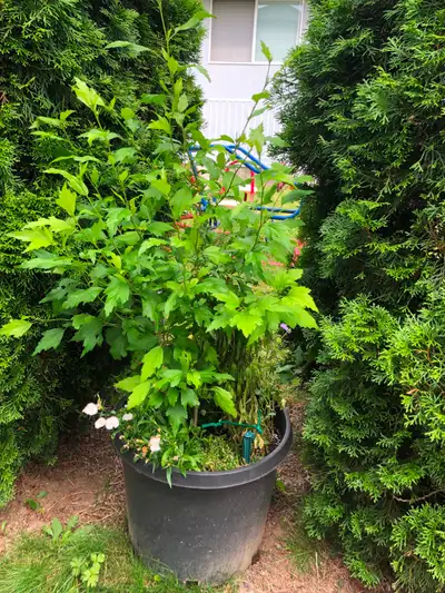 Hibiscus trees in large tub, View more