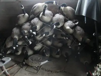 30 Canada Goose field decoys. (on choice)., View more