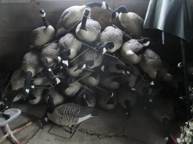 24 Canada Goose field decoys. (on choice). in Fishing, Camping & Outdoors in Peterborough - Image 2