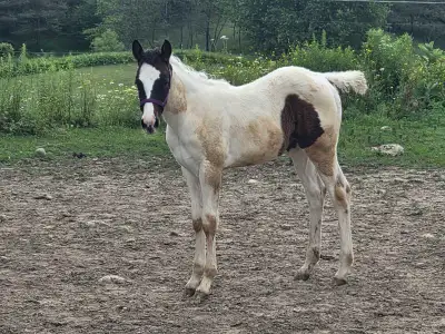 A Beautiful Bay/White APHA Filly, View more