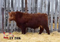 Red Angus 2 Year olds