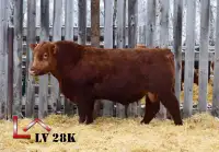 Red Angus 2 Year olds