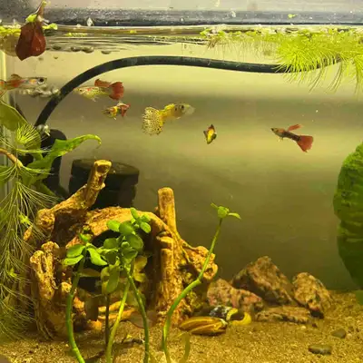 looking for guppies! (will pay!), View more