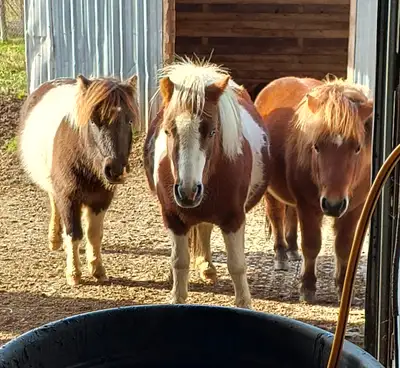 St-Luc-De-Bellechasse en Beauce. J'ai 3 chevaux miniatures de 4 ans un étalon (roux) enregistré et d...
