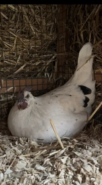 Zombie Chicken Hatching Eggs, View more