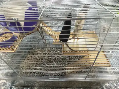 2 rats femelles + Cage + litière et nourriture, View more
