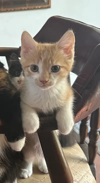 Kitten for sale, View more