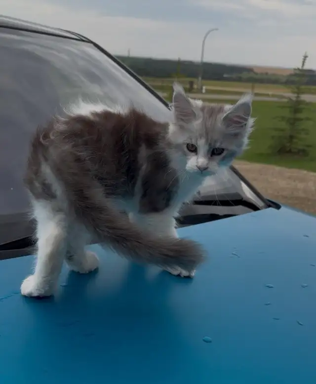 Male Maine Coon Purebred ready to go!