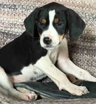 Beagle Harrier chiots croisés, View more