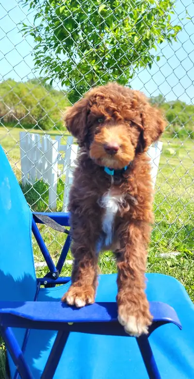 Gorgeous aussiedoodle available immediately. Puppy come with health certificate, blanket, and toy. O...