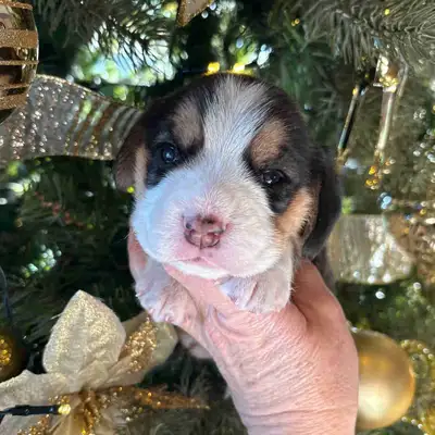 Quality CKC Registered Beagle Puppy, View more