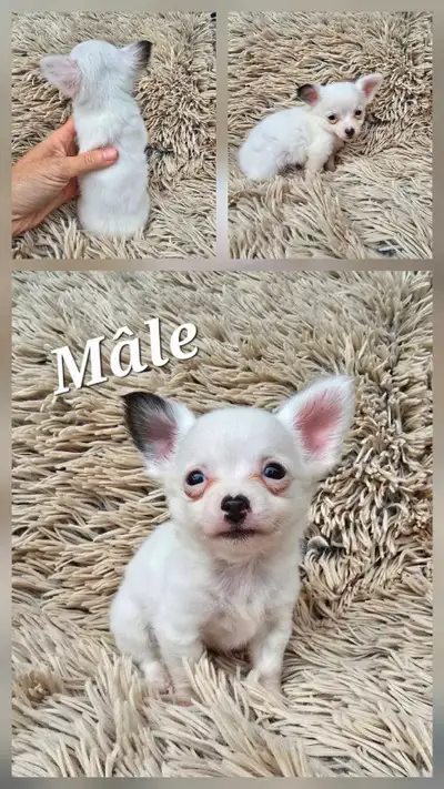 chihuahua puppies , View more