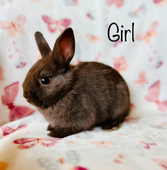 Sold,PPU. Dwarf Bunnies in Small Animals for Rehoming in Saskatoon