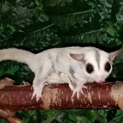 Sugar Glider, View more